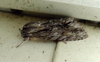 Acronicta denticulata pernivea Chang, 1991 白裙劍紋夜蛾