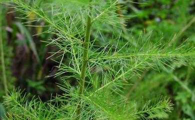 Artemisia capillaris 茵陳蒿