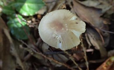 Amanita esculenta 食用鵝膏菌