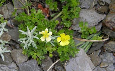 Potentilla matsumurae 高山翻白草