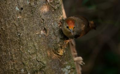 Cyanoderma ruficeps praecognitum (Swinhoe, 1866) 山紅頭