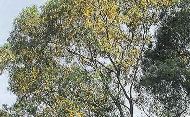 Acacia confusa Merr. 相思樹