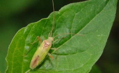 Creontiades bipunctatus Poppius, 1915 雙點淡盲椿象