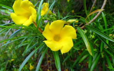 Thevetia peruviana (Pers.) K. Schum. 黃花夾竹桃