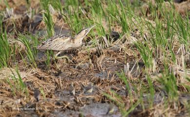 Botaurus stellaris stellaris (Linnaeus, 1758) 大麻鷺