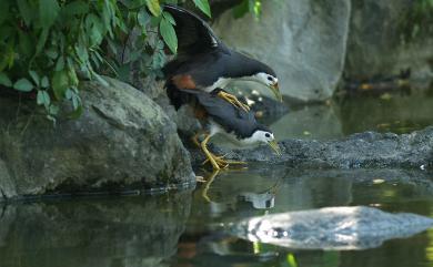 Amaurornis phoenicurus chinensis (Boddaert, 1783) 白腹秧雞