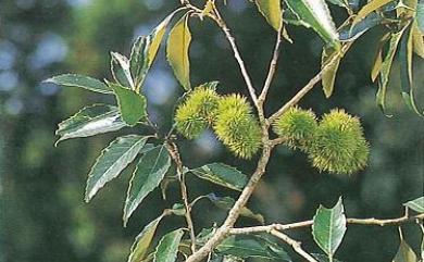 Castanopsis indica 印度苦櫧