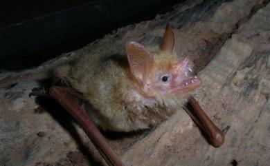 Myotis formosus flavus 金黃鼠耳蝠