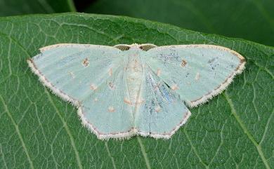 Comostola laesaria (Walker, 1861) 小四圈青尺蛾