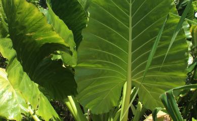 Alocasia macrorrhizos 蘭嶼姑婆芋