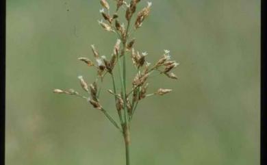 Fimbristylis dichotoma (L.) Vahl 竹子飄拂草