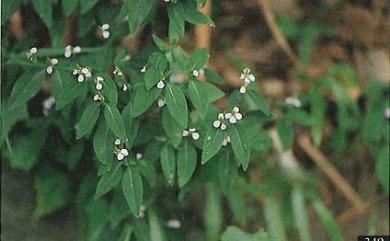 Justicia procumbens var. procumbens 爵床