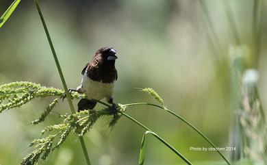 Lonchura striata swinhoei (Cabanis, 1882) 白腰文鳥