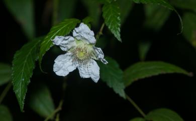 Rubus linearifoliolus Hayata 細葉懸鉤子