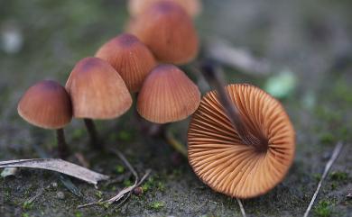 Conocybe incarnata 粉紅錐蓋傘