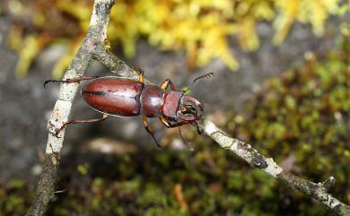 Lucanus datunensis Hashimoto, 1984 大屯姬深山鍬形蟲