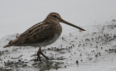 Gallinago gallinago (Linnaeus, 1758) 田鷸