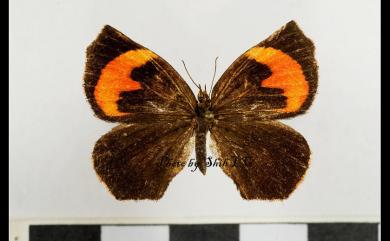 Pterodecta felderi Bremer, 1864 錨紋蛾