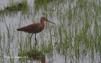 Limosa limosa (Linnaeus, 1758) 黑尾鷸