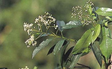 Photinia serratifolia var. lasiopetala 毛瓣石楠