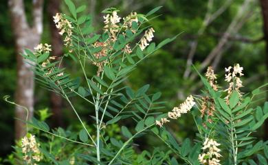 Sophora flavescens 苦參