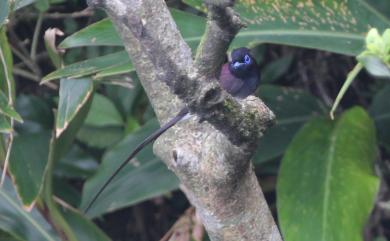 Terpsiphone atrocaudata (Eyton, 1839) 紫綬帶