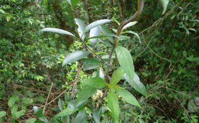 Anodendron affine (Hook. & Arn.) Druce 小錦蘭