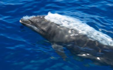 Tursiops truncatus (Montagu, 1821) 瓶鼻海豚