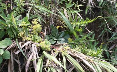 Arabis stelleris var. japonica 基隆筷子芥