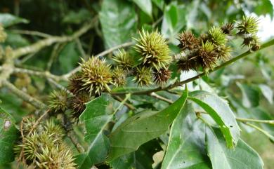 Castanopsis formosana (Skan) Hayata 臺灣苦櫧