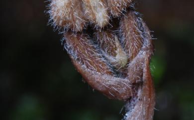 Cheirostylis rubrifolius T.P.Lin & W.M.Lin 紅衣指柱蘭