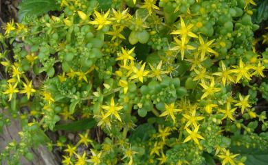 Sedum 佛甲草屬