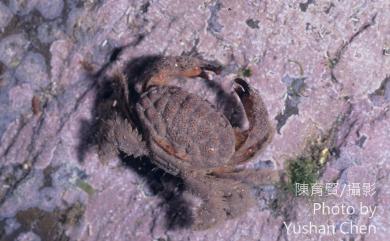 Actaeodes tomentosus (H. Milne Edwards, 1834) 絨毛仿銀杏蟹