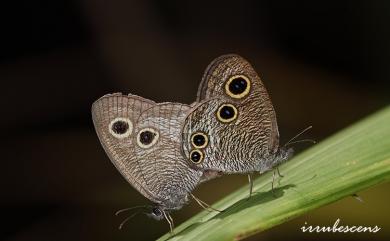 Ypthima multistriata Butler, 1883 密紋波眼蝶