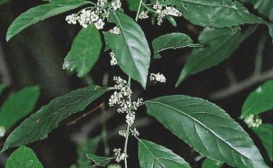 Maesa perlaria var. formosana 台灣山桂花