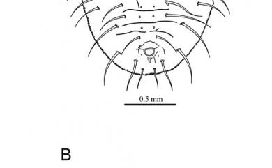 Aleurocanthus rugosus Singh, 1931 皺刺粉蝨