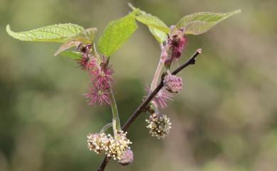 Broussonetia monoica 小構樹