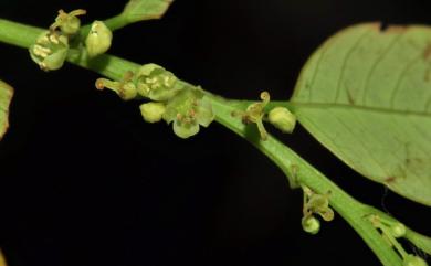 Phyllanthus oligospermus Hayata 新竹油柑