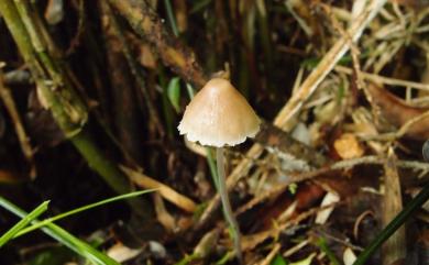 Mycena filopes 碘味小菇