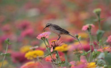 Motacilla tschutschensis taivana (Swinhoe, 1861) 東方黃鶺鴒(黃眉亞種)