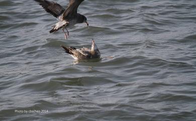 Larus crassirostris Vieillot, 1818 黑尾鷗