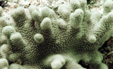 Sinularia deformis Tixier-Durivault, 1969 變形指形軟珊瑚