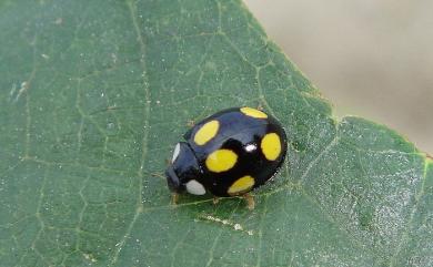 Oenopia formosana (Miyatake, 1965) 臺灣巧瓢蟲