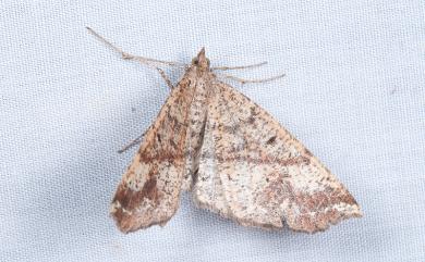 Xerodes crenulata (Wileman, 1915) 截角尺蛾