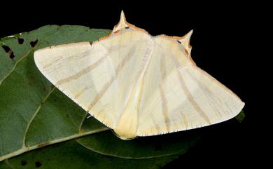 Ourapteryx sciticaudaria Walker, 1862 黃尾尺蛾