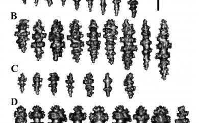 Lobophytum mirabile Tixier-Durivault, 1956 奇異葉形軟珊瑚