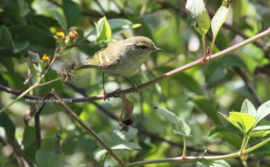 Phylloscopus inornatus (Blyth, 1842) 黃眉柳鶯