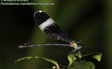 Psolodesmus mandarinus mandarinus McLachlan, 1870 中華珈蟌原名亞種