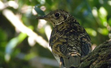 Zoothera dauma (Latham, 1790) 虎斑地鶇