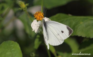 Pieris rapae crucivora Boisduval, 1836 白粉蝶